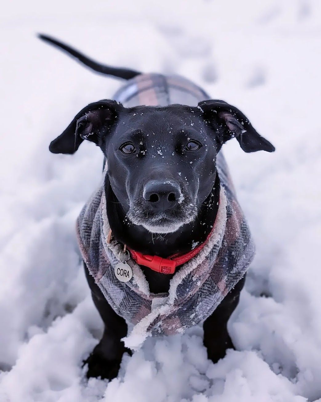 Cora, our mini-dachshund mix